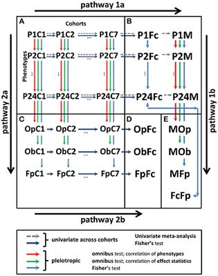 Pleiotropic Meta-Analysis of Age-Related Phenotypes Addressing Evolutionary Uncertainty in Their Molecular Mechanisms